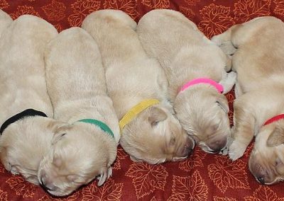 Chloe's 3rd Litter