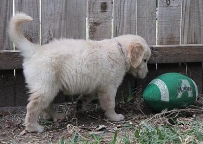 Chloe's 3rd Litter